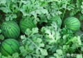 种植西瓜后，第二年原土地还能种植西瓜吗？为什么？